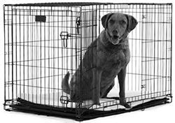 Читать книгу Дрессировка без наказания. Пять недель, которые сделают ...