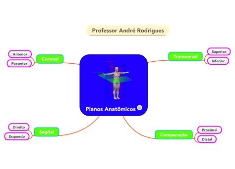 Mapa Mental Anatomico