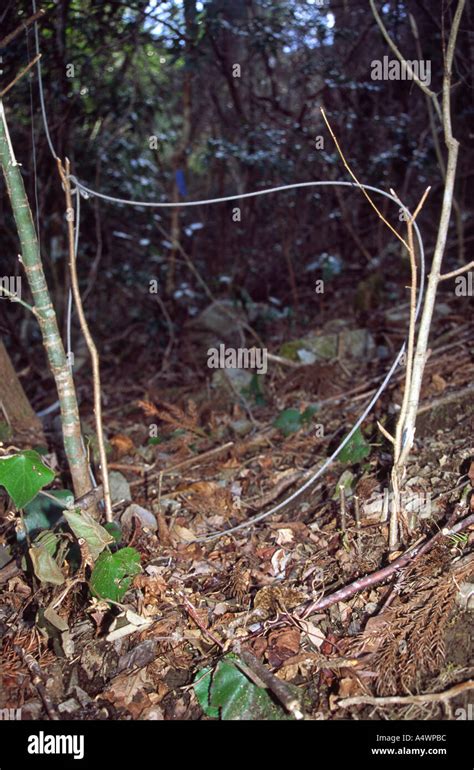 Wire snare, set in Japanese forest. Japan Stock Photo - Alamy