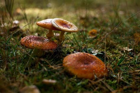 Group Of Wild Poisonous Fly Agaric Mushrooms Growing In Beautiful Wet