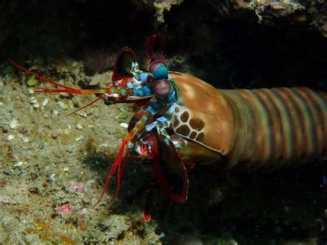 100 Peacock Mantis Shrimp Wallpapers