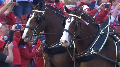 Budweiser Clydesdales