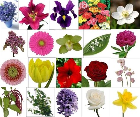 Types Of Flowers And Their Meanings Flower Meanings Flower Pictures