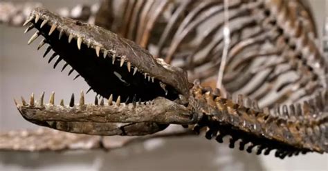 Rare Dinosaur Skeletons, Including 'Nessie', to be Auctioned by Sotheby ...