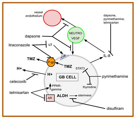 Pyrimethamine Mechanism Of Action