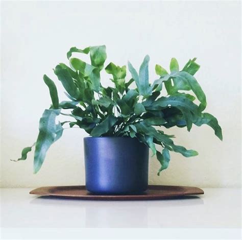 A HPH Guide To Low Light Tolerant Houseplants HOUSEPLANTHOUSE