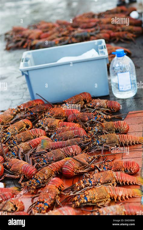 Lobster season Stock Photo - Alamy