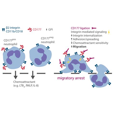 Cd177 Ligation Blocks Migration In A Pecam 1 Independent Manner Download Scientific Diagram