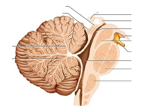 Cerebellum Median Section Diagram Quizlet