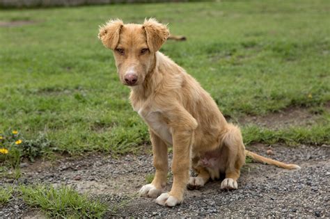Stray Dogs Tradingxoler