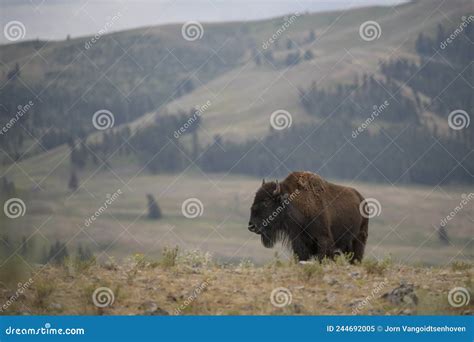 Bison in Yellowstone National Park during the Summer Mating Season ...