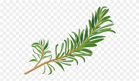 Rosemary Transparent Rosemary Png Clipart 3457120 PinClipart