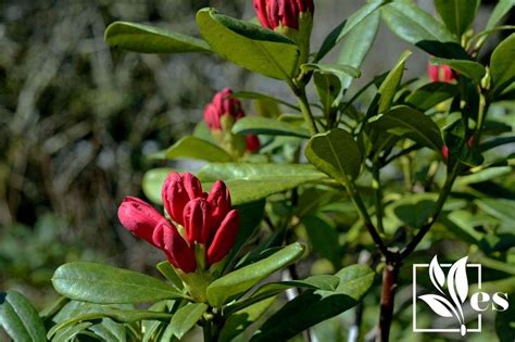 Rhododendron Leaves Turning Brown The Main Causes And Fixes Evergreen Seeds