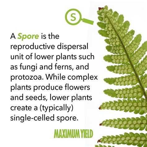 Non Flowering Plants Reproduce By Spores