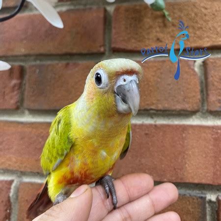 Green Cheek Conure For Sale In Arlington Heights Il