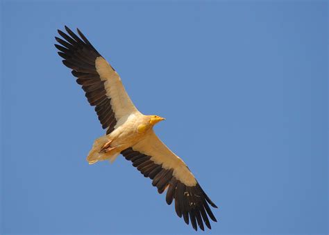 Egyptian Senior In Flight Egyptian Vulture Neophron Percn Flickr