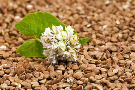 Buckwheat Hulls The Magical Hulls That Heal Eco Health Lab