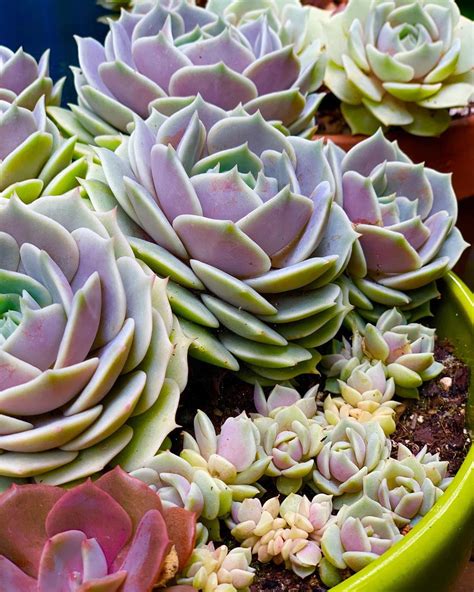 What Causes Succulent Rotting And How To Prevent It Succulent City