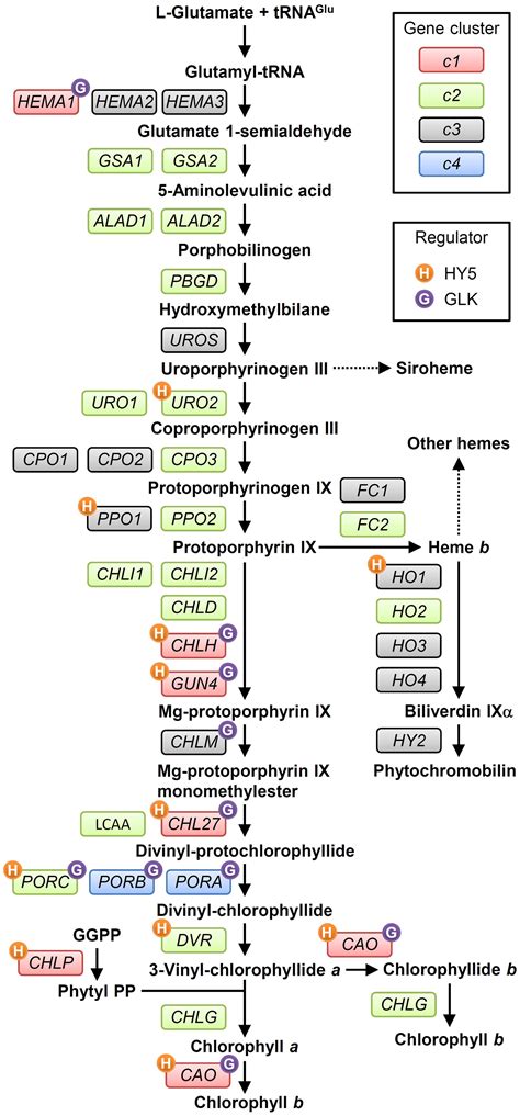 Frontiers Transcriptional Regulation Of Tetrapyrrole Biosynthesis In