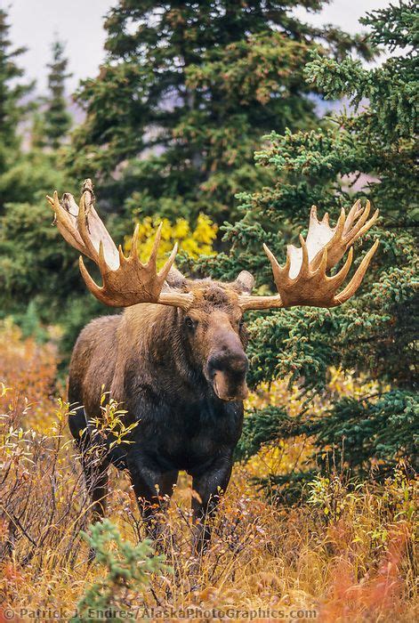 Bull Moose Autumn Tundra And Boreal Forest Denali National Park