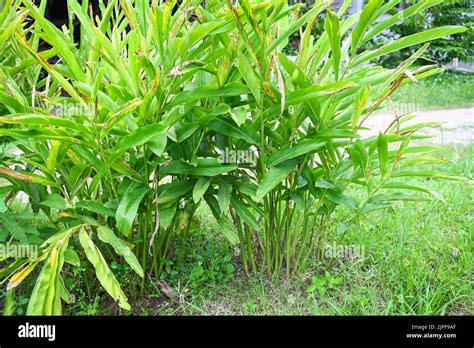 Galangal Tree Plantation With Green Leaves On The Summer In The