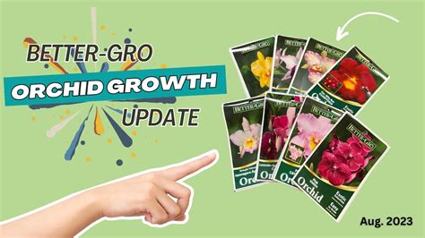 Orchid Haul Update Aug 2023 Youtube