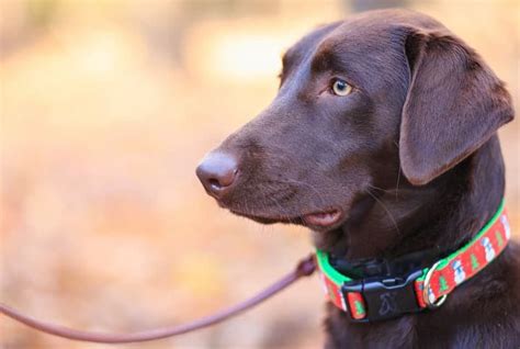 Como Colocar Coleira Em Cachorro Entenda Petz