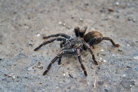 Tarantula Spider Bite Stock Photos, Pictures & Royalty-Free Images - iStock