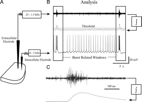 Recording And Data Preprocessing Extracellular And Intracellular Download Scientific Diagram