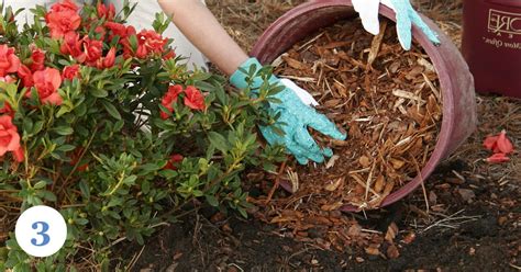 4 Essential Winter Care Tips for Encore Azaleas | Encore Azalea