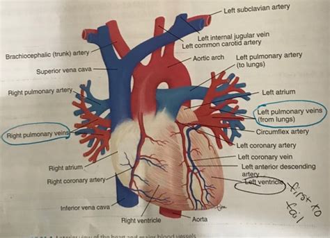 Med Surg Chapter 21 Cardiovascular System Function Assessment And