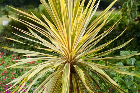 How To Grow Cordyline Rhs Gardening