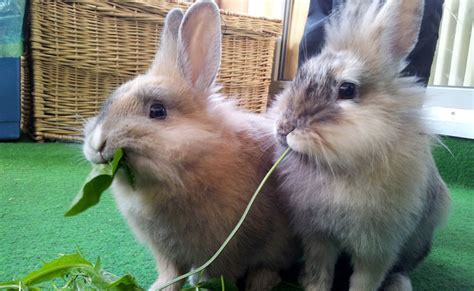 Comment Nourrir Son Lapin Nain Ou Domestique