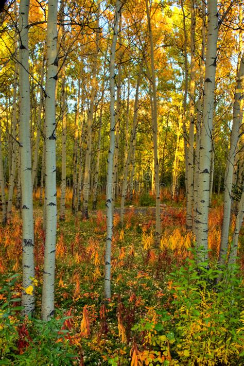 Colores Del Otoño En Bosque Del álamo Temblón En El Yukón Imagen de