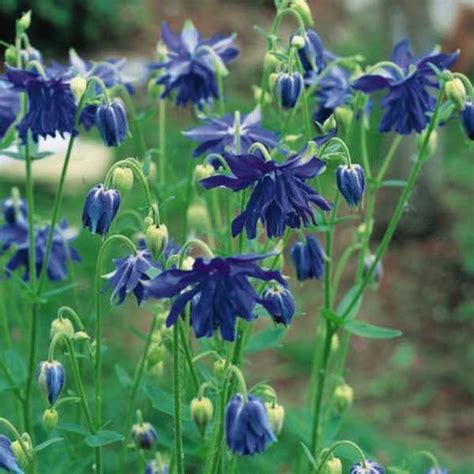 Columbine Seeds 33 Columbines Perennial Flower Seeds