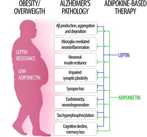 Frontiers The Role Of Leptin And Adiponectin In Obesity Associated