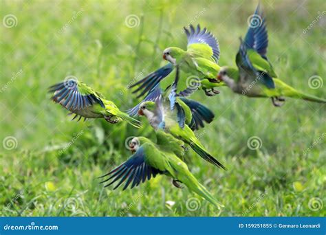 Two Red Parrots In Flight. Macaw Flying, White Background, Isolated ...