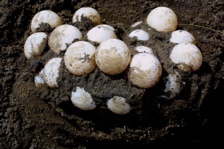 All of Nature: Snapping Turtle Eggs