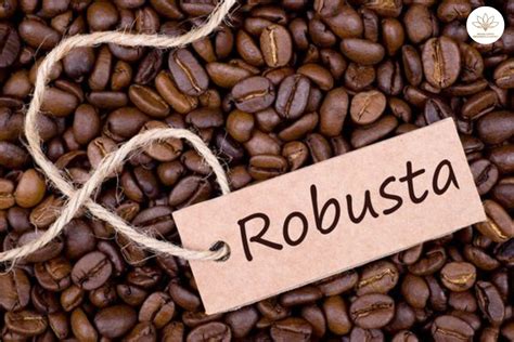 Las 7 mejores marcas de café Robusta 2024 Dónde comprar granos de