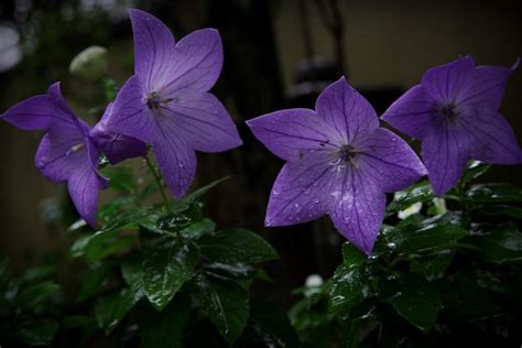 庭に咲いた桔梗 Les Campanules dans mon jardin 悼み咲くパープルレインの桔梗たち 無を Flickr