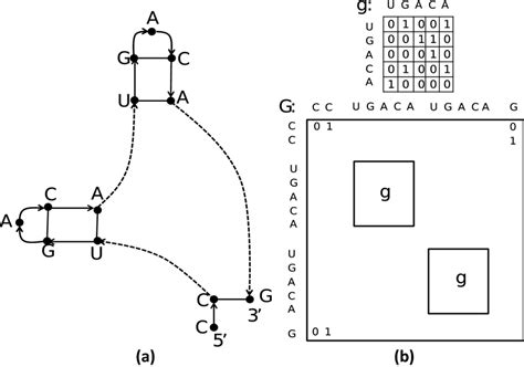 A Rna Secondary Structure With Repeating Hairpin Loop For A