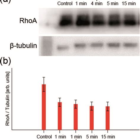 A Typical Image Of Western Blotting See Fig S4† For All Data B Download Scientific