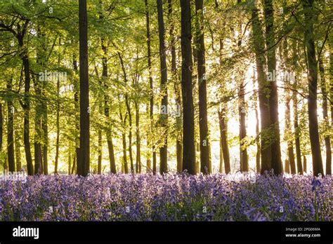 Bluebell Endymion Non Scriptus Flowering Mass Growing In Common