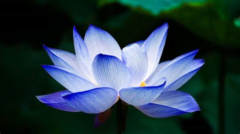 Lotus Flower Symbolism Meaning And How To Grow It