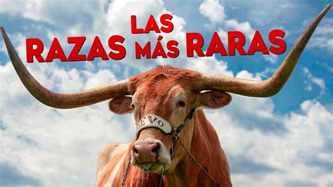 Top 10 RAZAS de Toros ÚNICOS en el MUNDO YouTube