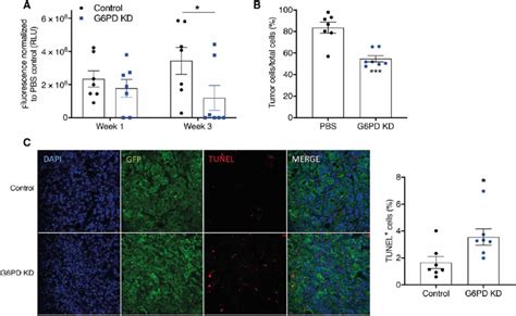 G6PD Knockdown Inhibits Prostate Cancer Growth In Bone In Vivo A Total