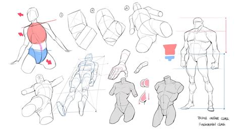 Online Class Demo And Old Project By TB Choi Human Anatomy Drawing