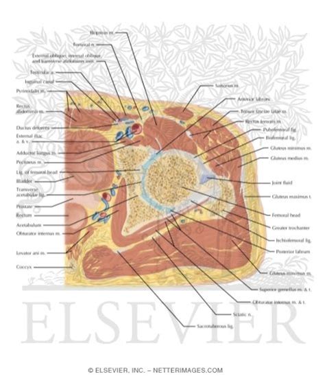 Cross Section Of The Hip Axial View