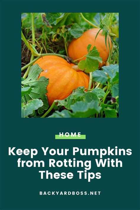 Tips To Prevent Pumpkin Rotting