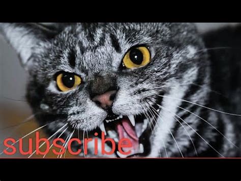 Saund Cat Meowing Compilation Babu Cat Meowing Angry Cat Sound Csnse